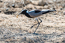 Lapwing