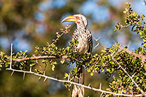 Hornbill