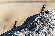 Ant-Eating Chats
