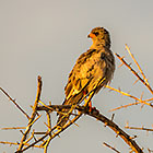Goshawk