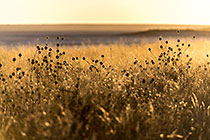 dry grass along pan