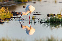 African Spoonbill
