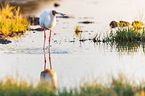 Spoonbill