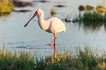 Spoonbill