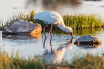 Spoonbill