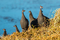 Guinea Fowls