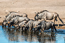 Wildebeests