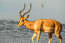 Impala