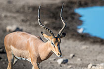 impala at waterhole