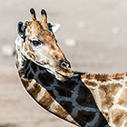 Giraffe Lick