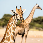 Giraffes