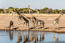 Giraffes