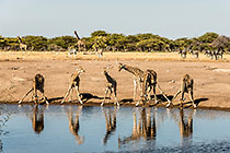 Giraffes