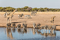 Zebras