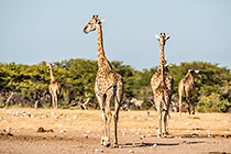 Giraffes