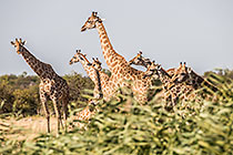 Journey of Giraffes