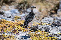 Courser