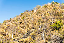 dry climbers plants covering trees on rocky hill