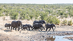 Sprint to the Waterhole