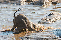 herd of elephants at waterhole