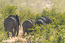 Elephants