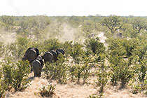 Elephants