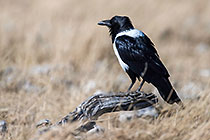 Crow