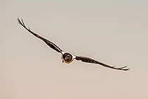 Crow
