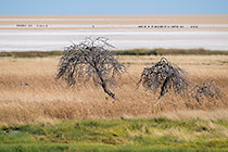 dead trees in dry grass near pan