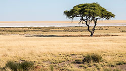 tree in dry grass near pan