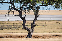 tree in dry grass near pan
