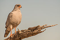 Pale Chanting Goshawk