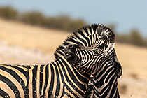 Zebras