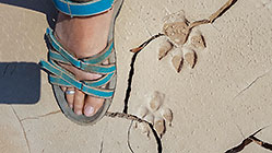 Lisa's foot cracked muddy riverbed