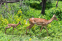 impala w baby