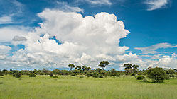 green bushes under clouds