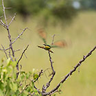 bee eater bird on branch