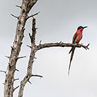 bee eater bird on branch