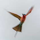 dancing in the wind