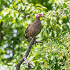Swainson's spurfowl bird in tree