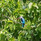woodland kingfisher bird in tree