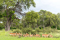 herd of impalas