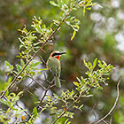 white-fronted bee-eater bird in tree