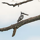 kingfisher bird on branch