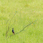 Rufous-bellied heron bird in grass
