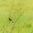 arrow-marked babbler  bird in grass