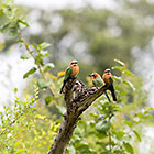 bee eater birds on branch