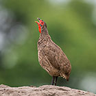 singer