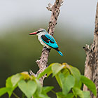 kingfisher bird on branch