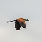 African jacana bird flying